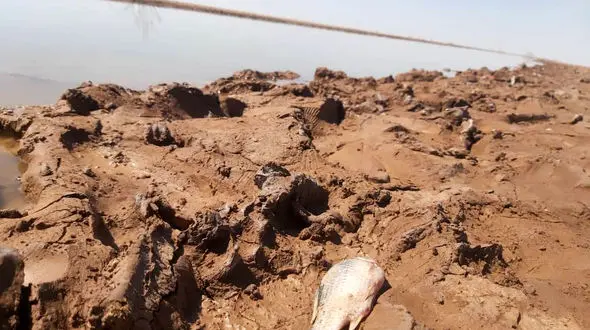 فیلم مرگ ماهی های تالاب بین المللی جازموریان در اثر خشکسالی / رها نشدن حقابه زیست محیطی تالاب از سدهای بالا دست