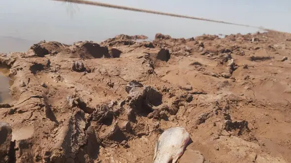 فیلم مرگ ماهی های تالاب بین المللی جازموریان در اثر خشکسالی / رها نشدن حقابه زیست محیطی تالاب از سدهای بالا دست