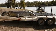 عکس های دیدنی تمساح بزرگ بعد از شکار