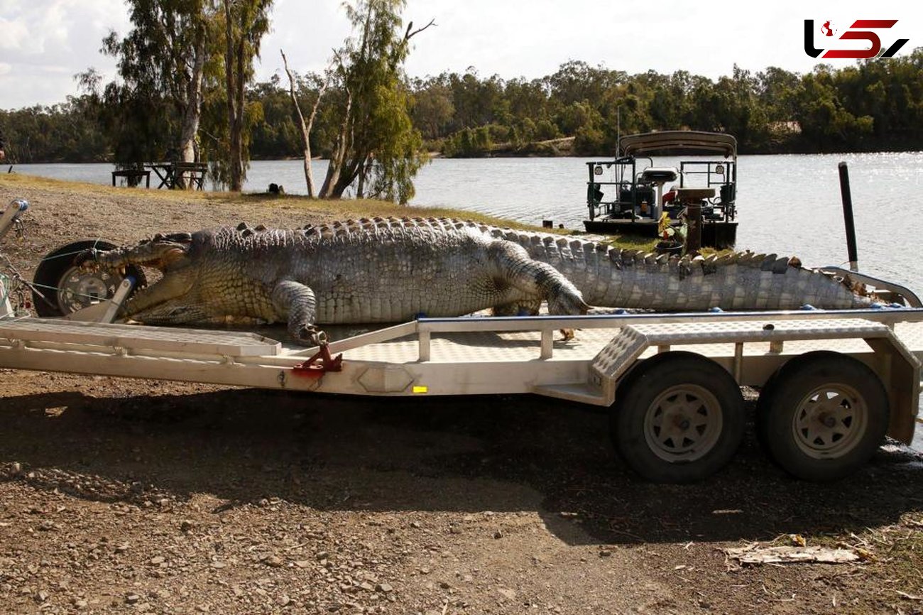 عکس های دیدنی تمساح بزرگ بعد از شکار