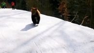 فیلم لحظه حمله خرس وحشی به اسکی بازها! + فیلم