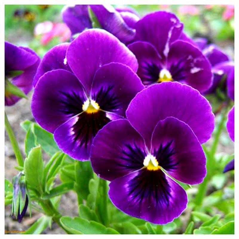 بذر-گل-بنفشه-بنفش-خالدار-pansy-بنفشه-دورگه-viola-pansy-گلس-گاردن-2