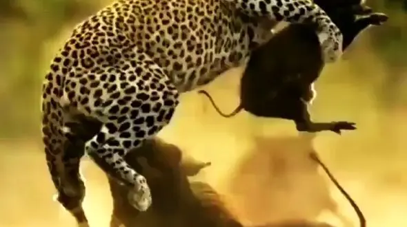 فیلم پراسترس صحنه شکار بچه گراز توسط پلنگ