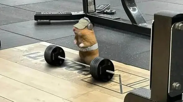 حیوانات شوخ‌ طبع که لبخند را به لبان تان می‌ آورند! / عکس