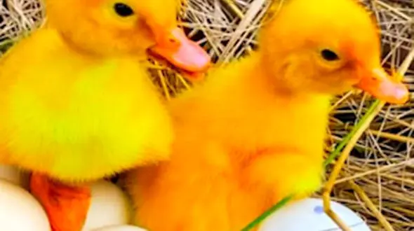 ببینید زیبایی های حیات وحش تا  بازی جوجه ها