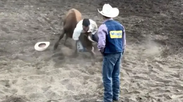 مبارزه قهرمان سابق UFC با گاو وحشی! + فیلم