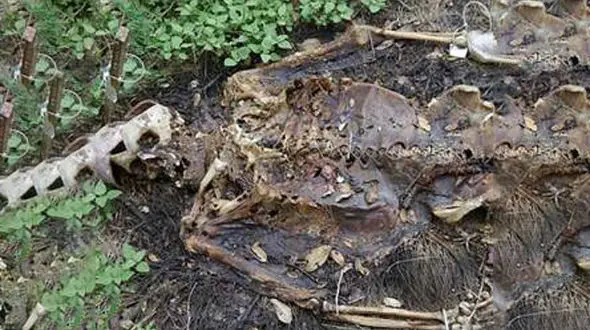 عجیب ترین و مخوف ترین جنازه ها را ببینید!+عکس های وحشتناک