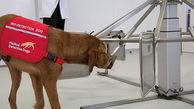 درمان سرطان پروستات ممکن شد / ساخت بینی‌های رباتیک با الهام از سگ‌ها 