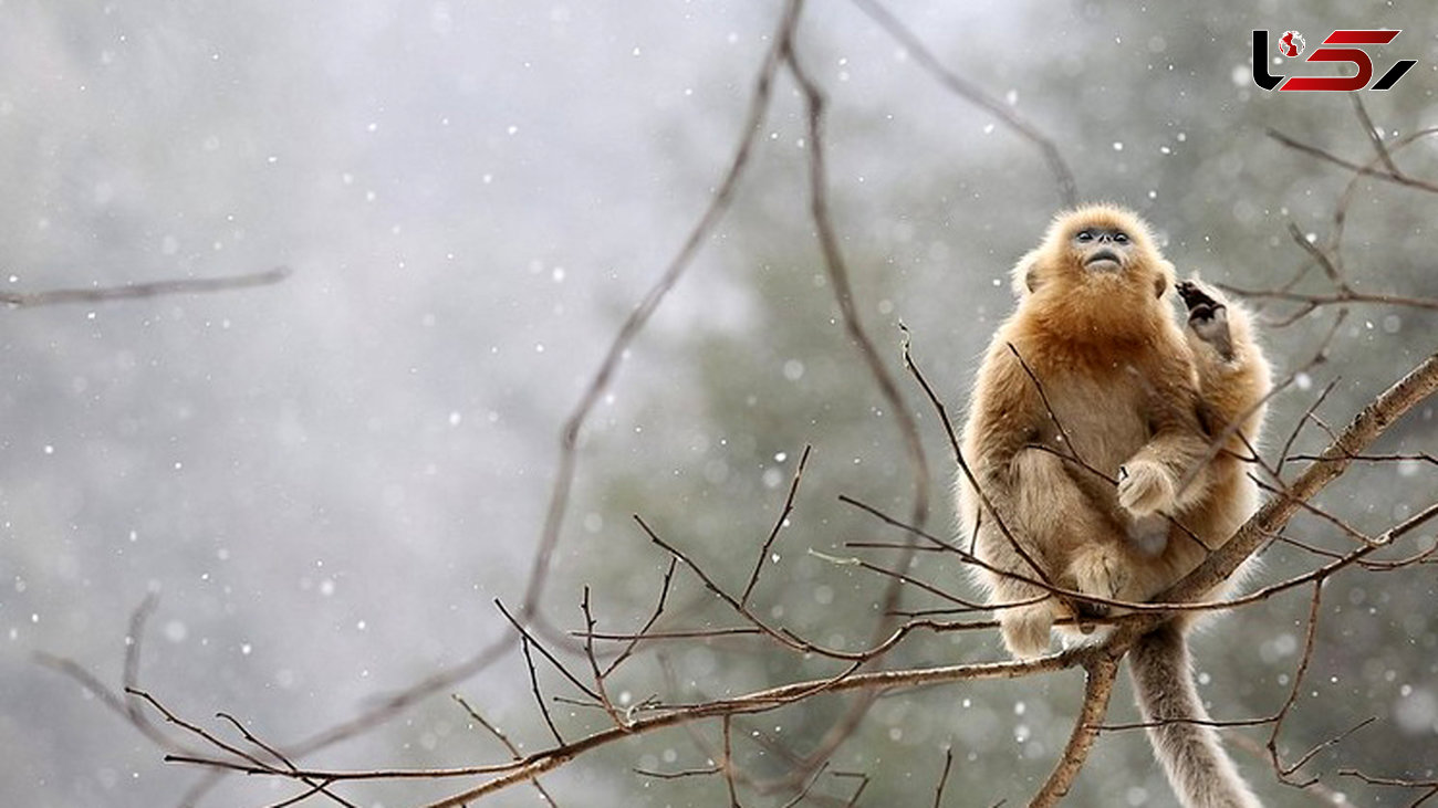 
وقتی میمون طلایی از بارش برف شگفت زده شد +عکس
