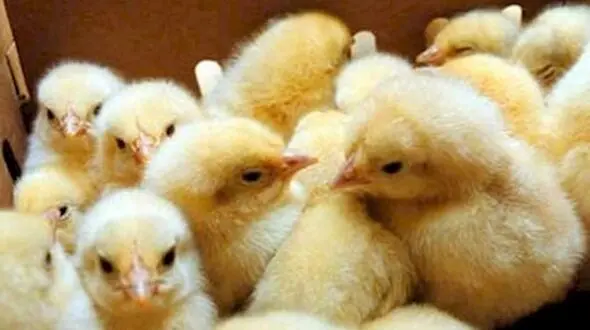 قیمت جوجه یک روزه به ۲۳۰۰ تومان رسید/ تذکر سازمان حمایت برای اصلاح قیمت