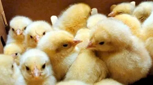 قیمت جوجه یک روزه به ۲۳۰۰ تومان رسید/ تذکر سازمان حمایت برای اصلاح قیمت