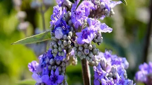 خواص پنج انگشت (گیاه بانوان) را می دانید؟