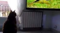 ببینید | لحظه وحشت یک گربه از پرواز یک عقاب در تلویزیون + فیلم