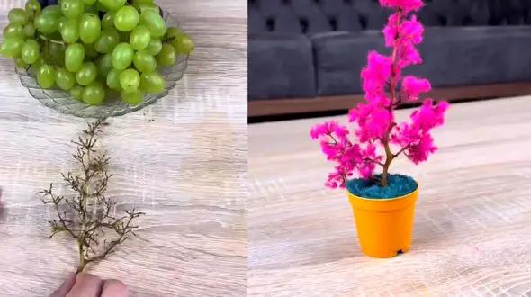 ساخت درختچه زیبا با شاخه انگور | فیلم
