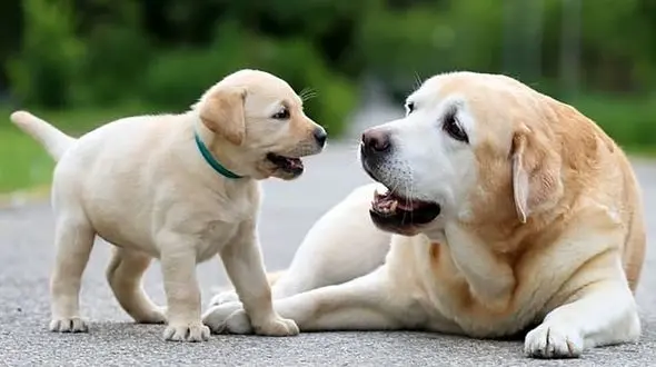 روایت اشک و مهربانی / سگ مادر برای نجات فرزندش کمک خواست + فیلم