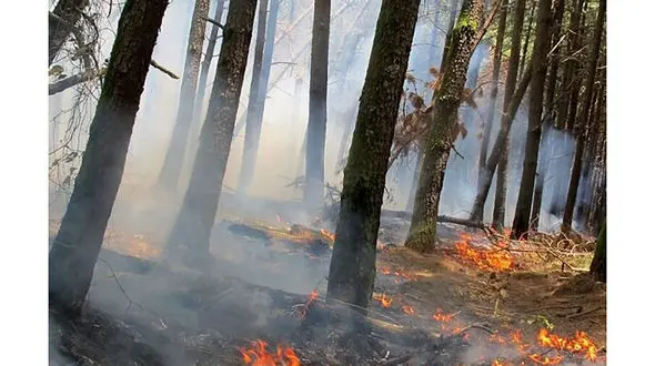 وقوع حریق در ۵ هزار متر از اراضی و باغات سیاهکل