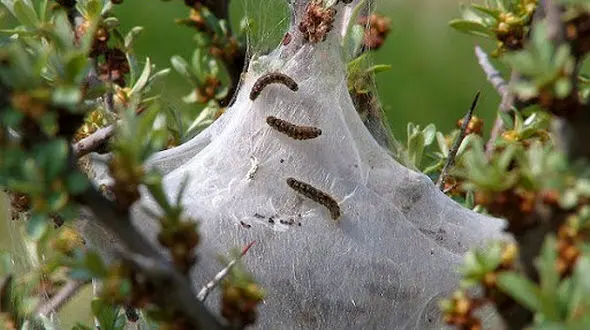 طغیان آفت "پروانه دم قهوه‌ای" در جنگل‌های ارسباران 