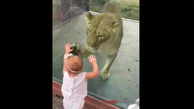 ببینید / رفتار دور از انتظار یک شیر درنده با کودک بی‌ دفاع + فیلم حیرت انگیز