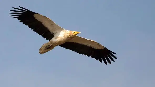 مشاهده کرکس مصری در آسمان قزوین 