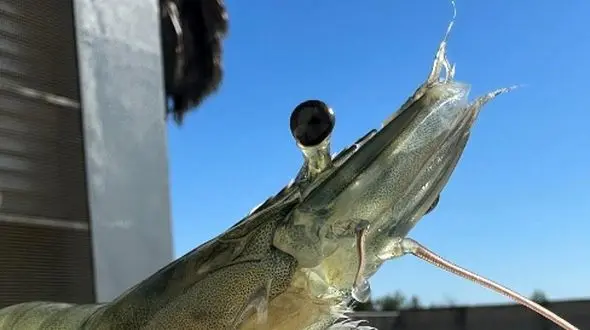 داستان کور کردن میگوها؛ دلایل علمی و کاربردی که باید بدانید + فیلم