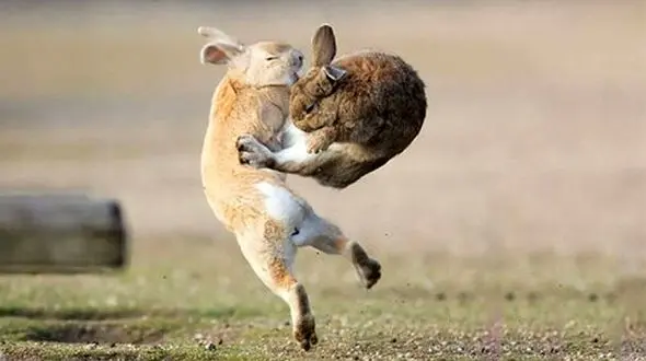 درگیری 2 خرگوش + فیلم