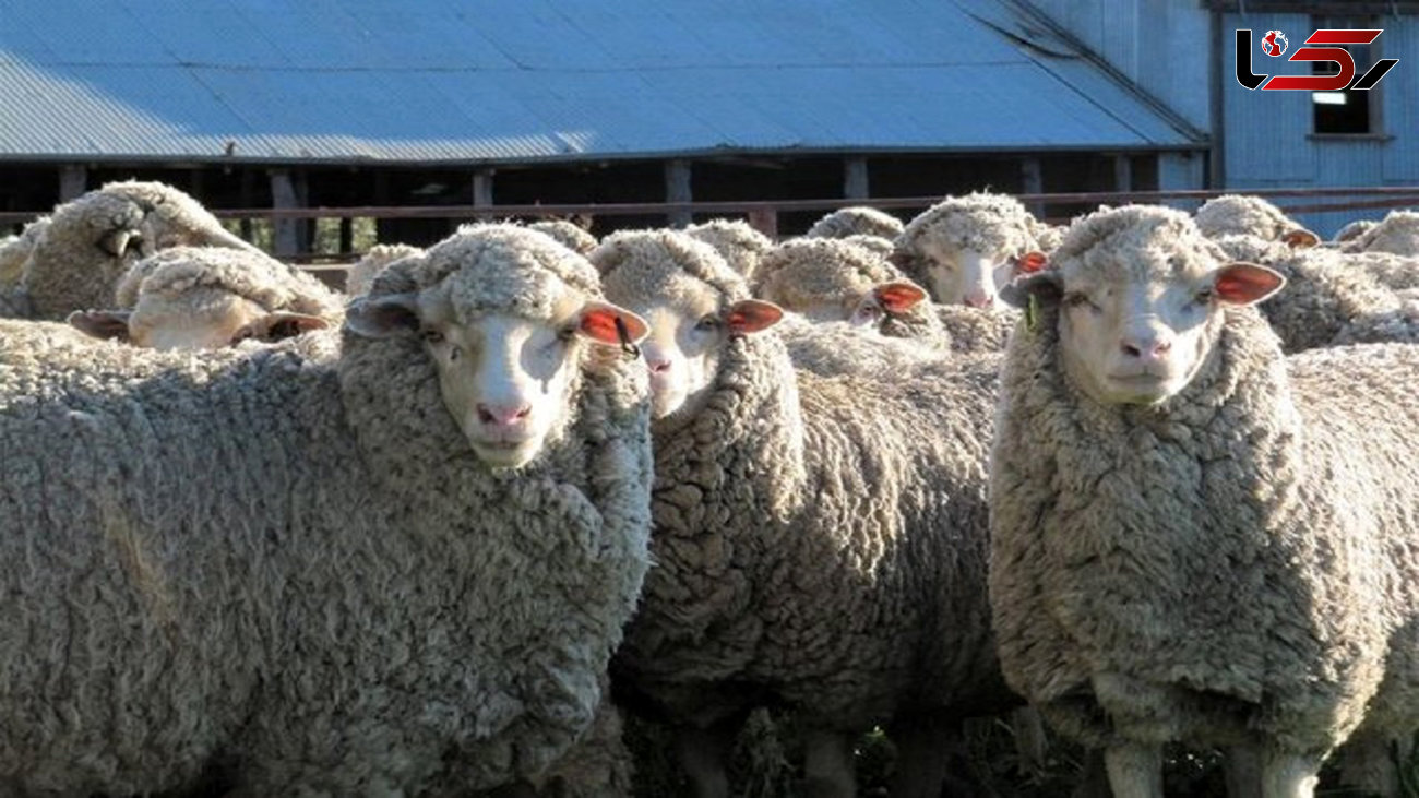 تلف شدن 33 راس گوسفند در بیستون