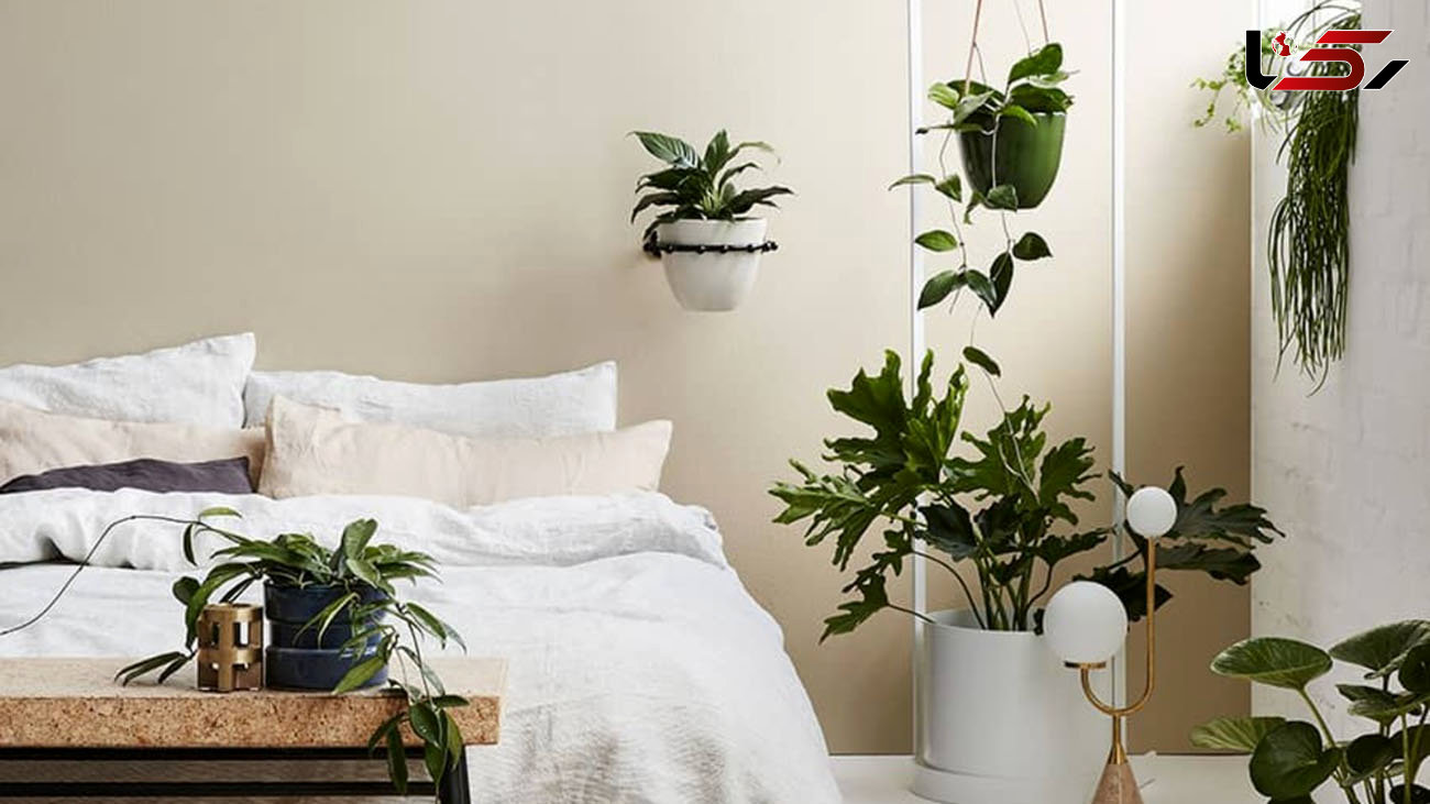 بهترین گیاهان آپارتمانی برای اتاق خواب + عکس