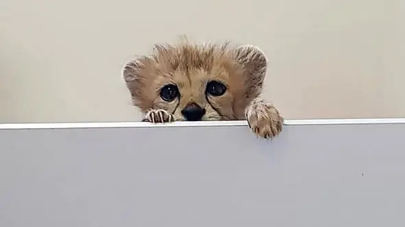 برای نجات یوز ایرانی به 200 میلیارد تومان نیاز است اما بودجه فقط 8 میلیارد بود/ می‌توان یوز را از گردنه بطری خارج کرد + فیلم