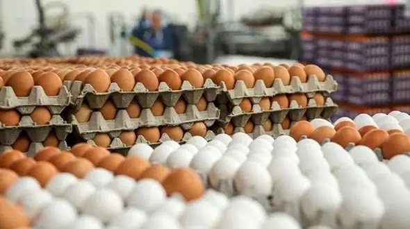 کاهش 2 هزار تومانی قیمت هر شانه تخم مرغ در میادین تهران