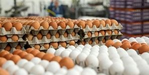 قیمت خرید حمایتی تخم مرغ اعلام شد