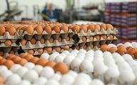 قیمت تخم مرغ قطعا افزایش می یابد