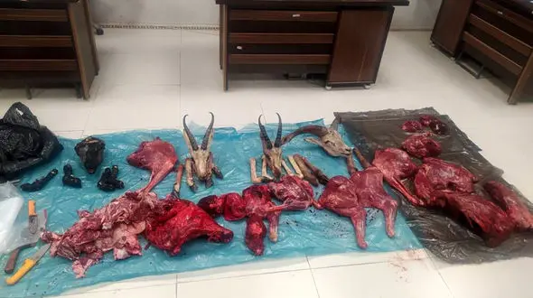 این باند سلاخ کننده گان حیات وحش بودند