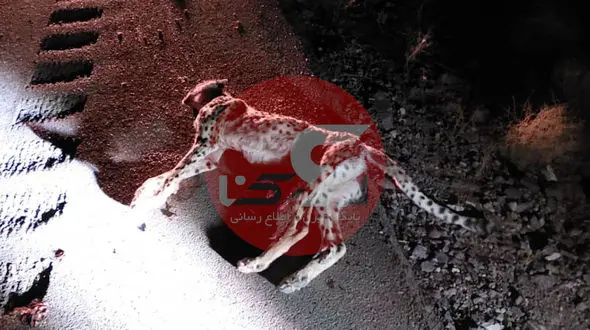 توله یوز تلف شده ماده بود / راهداری و پلیس راه جاده را ایمن کنند 