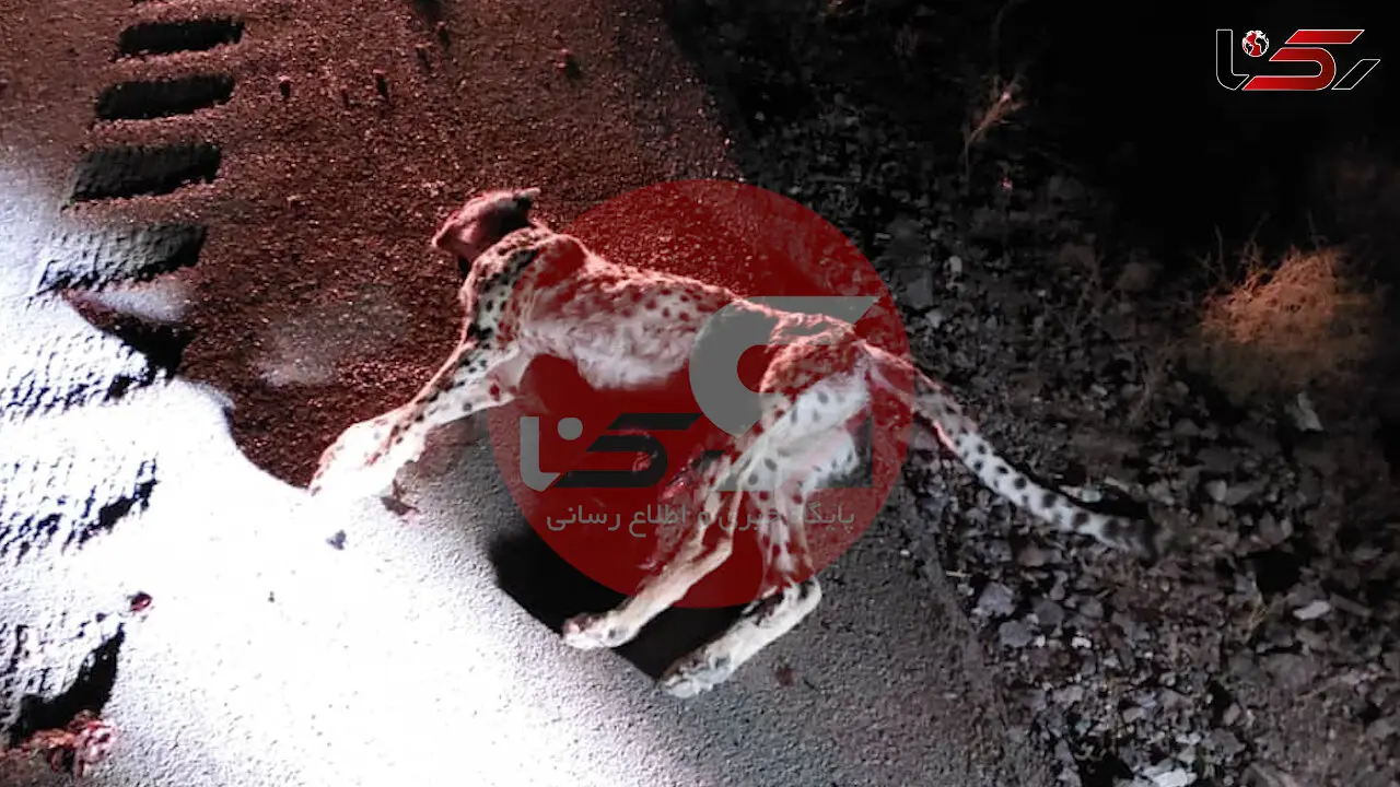 توله یوز تلف شده ماده بود / راهداری و پلیس راه جاده را ایمن کنند 