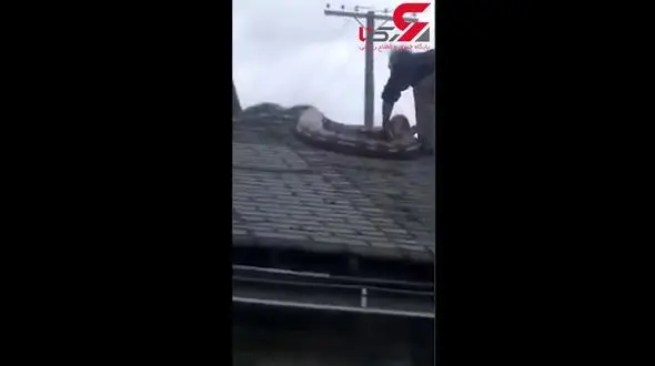 چنبره وحشتناک مار غول پیکر در پشت بام شیروانی یک خانه! / اهالی خانه فرار کردند+فیلم