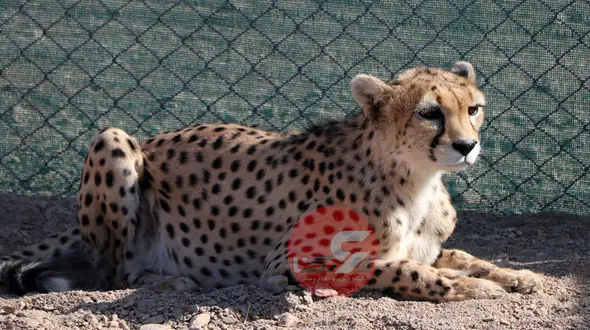 امکان تولد "یوزپلنگ ایرانی" از شیر جنگل / می توان از تخمک گربه برای شبیه سازی یوز آسیایی استفاده کرد + صوت