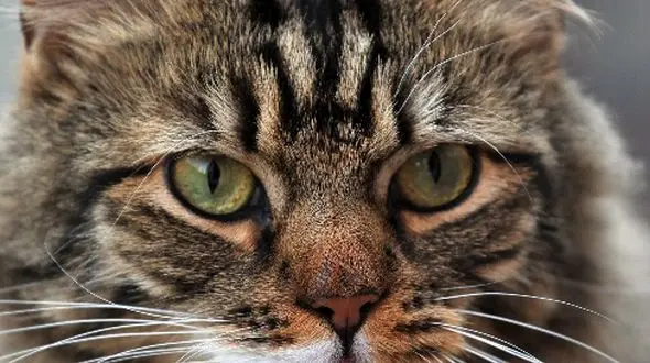 گربه سفید برفی را دیده اید؟ / عکس