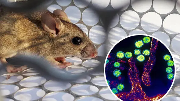 هانتاویروس؛ بیماری تنفسی نادر اما کشنده که توسط جوندگان منتشر می‌شود + فیلم