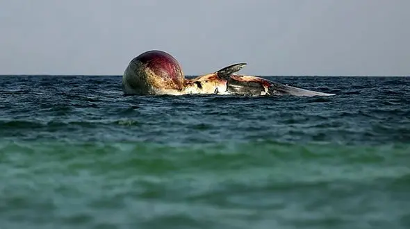 

علت مرگ نهنگ در کیش هنوز نامعلوم است
