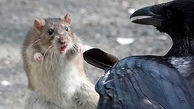 فرار موش کونگ‌فوکار از چنگال کلاغ  ! + عکسی که جهانی شد !