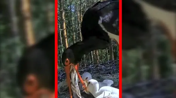 فیلم لحظه غذا دادن پرنده به جوجه با ماهی تازه