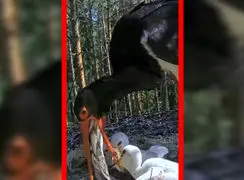 فیلم لحظه غذا دادن پرنده به جوجه با ماهی تازه