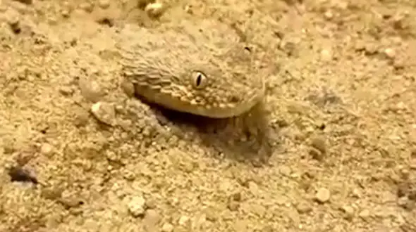 استتار جالب و شگفت انگیز یک مار برای شکار +عکس 