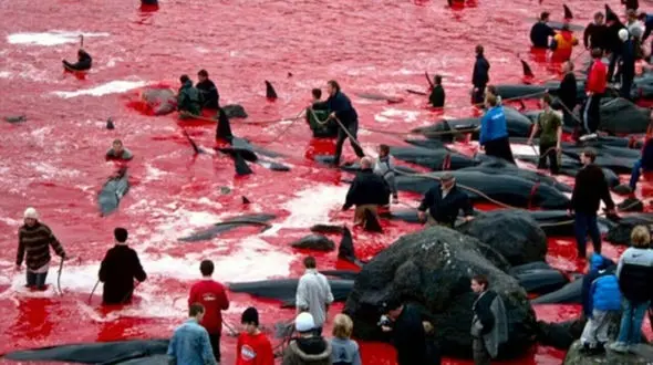 دریا رنگ خون می گیرد از این رسم وحشیانه مردم در جزایر فارو + فیلم و عکس