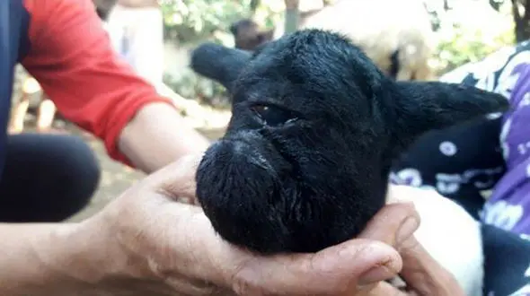 تولد بره عجیب الخلقه در یک روستا / بدشانسی در راه است + فیلم