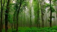 وزش بادهای گرم زنگ خطری برای جنگلهای گیلان