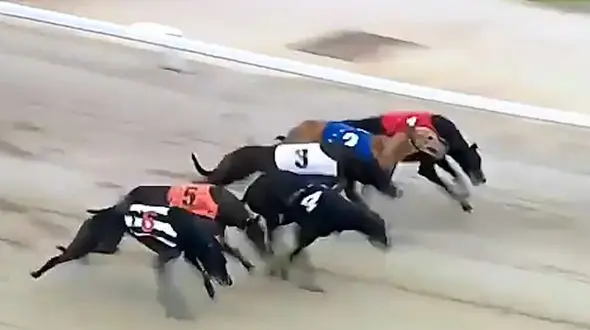 فیلم رقابت هیجان انگیز سگ های شکاری