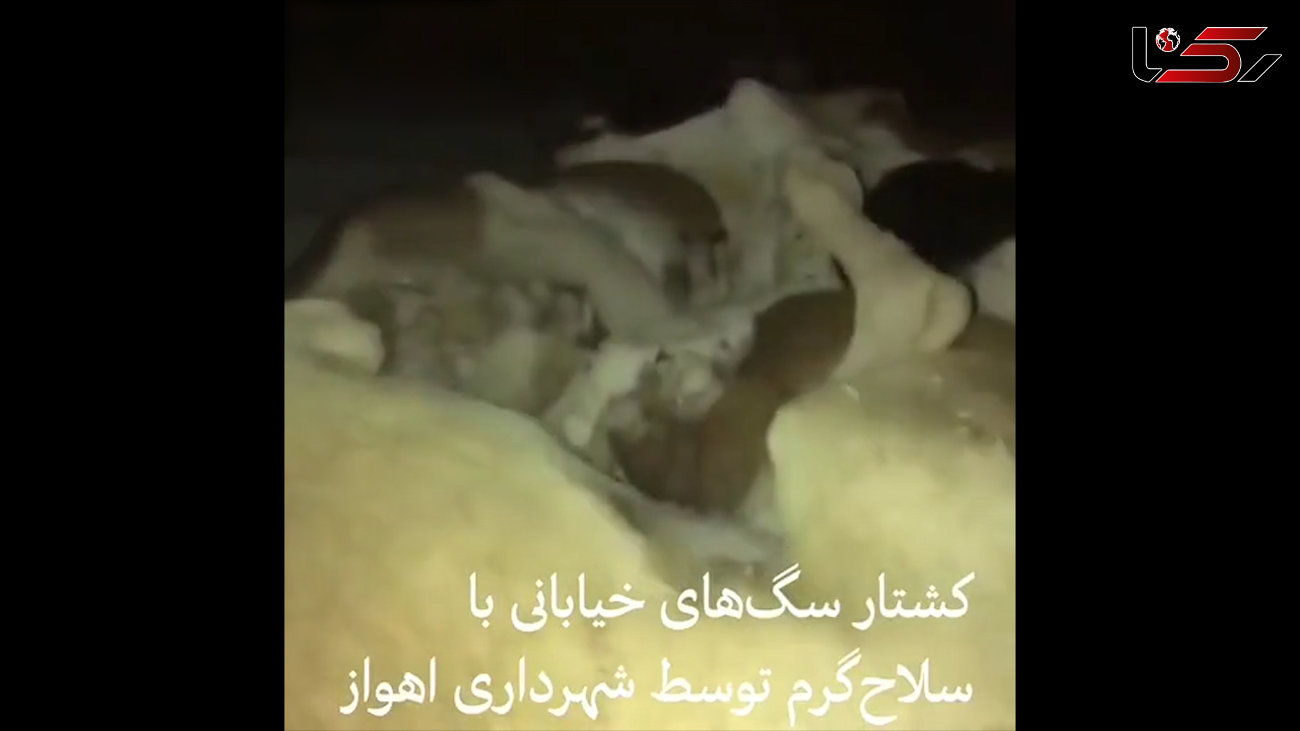 فیلم دردناک از سگ کشی با شلیک ماموران شهرداری اهواز /بی رحمی باورنکردنی