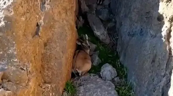 از بز کوهی در میان صخره های زاگرس تا بارش برف و روستای دیدنی اصفهک طبس