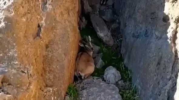 از بز کوهی در میان صخره های زاگرس تا بارش برف و روستای دیدنی اصفهک طبس